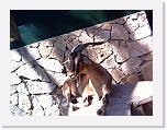 Goat (1) * 1024 x 768 * (159KB)